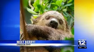 Oregon Zoo welcomes new sloth