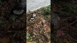 Pobres patitos #daba #malaga #arriate #arriateonline #lluvia #temporal
