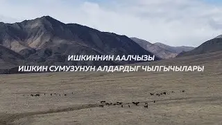 Ишкиннин аалчызы. Чылгы мал челдээшкини