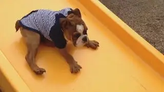 Bulldogs on Slides