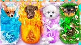 Kita adopsi Anjing Api, Air, Angin dan Tanah! Mengejar Elemen Hewan Ajaib