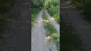 Дорога під лісом