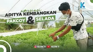 KEREN, BARU BERUSIA 19 TAHUN BERHASIL RINTIS HIDROPONIK