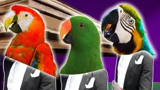 Parrots - Coffin Dance Song (COVER) #159