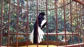 Choè than hót đấu giọng rừng CỰC SUNG Chòe Than Hót Giọng Rừng Kích Trống Căng Lửa hót | choe than