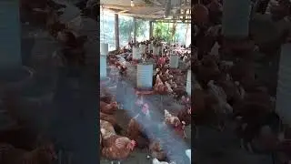 Poedeiras 
