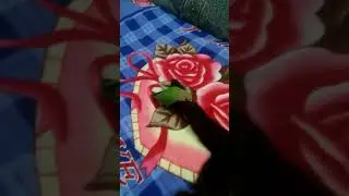Неразлучник Кеша и кот