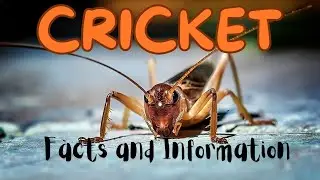 The Strange & Fascinating World of Cricket