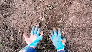 САЖУ КАРТОШКУ ПОД ЛОПАТУ ЧТО БЫ ВЫЖИТЬ