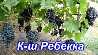 Кишмиш Ребекка 1.09.2019