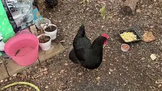 CONSTANT VIGILANCE With Your Chicken Coop!