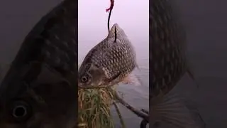 Правильный живец на сома - карась 500 грамм 🦈 