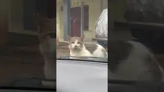 Sibro ikut jalan2😂