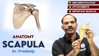 Scapula | Anatomy | Hard Parts Made Easy with Dr. Pradeep Pawar