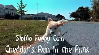 SloMo Puppy Cam - Cheddar's  Run In the Park