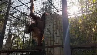 ТАЙГАН,Крым 2020.Обезьяна Дана из Тайгана,Крым 13 октября