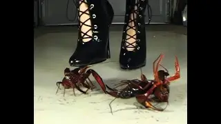N86 Bug Crush Teaser - Bikini, Stilettos and Crayfish