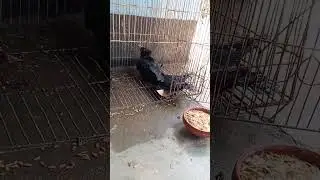 let him free #villagelife #shortvideo #birdslover