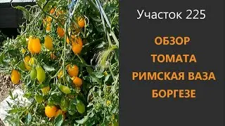 Томат Римская ваза Боргезе. Ну очень урожайный сорт!