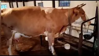 Отвели на поле 5 коров,забрали 6.Хозяйство увеличивается.