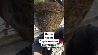 Когда можно и нужно пересаживать гортензию? #plants #garden #растения #цветы #flowers #сад #садовод