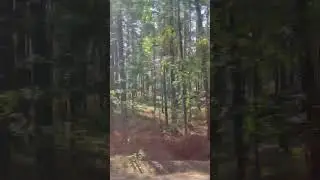 Грибные места под Питером