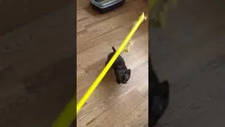 Мира играет