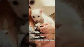 A snow-white fox cub was found in the Krasnodar region😳