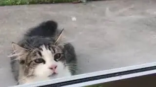 Орущий попугай Бот Максим
