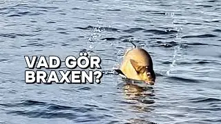 VAD GÖR BRAXEN?