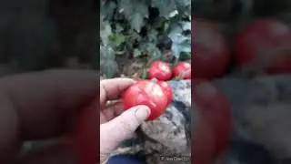 Üyelerimizden Mehmet Bağdatlının #Domates kolleksiyonu