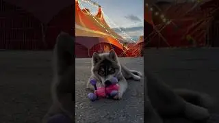 ПРИНЦЕССА ЦИРКА
