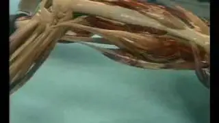 Görünmez Adam 3d animasyon