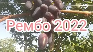 Машхур Рембо