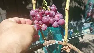 Фантазер ,Красная шапочка ,  Квазар , Ламбада