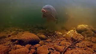 Underwater Carp Run  - Carp Fishing with the LQ Rig