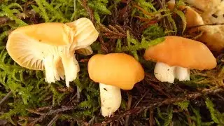 Foraging Meadow Waxcaps (Hygrocybe pratensis)