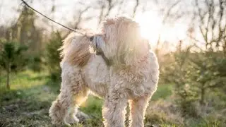 Spendenaktion Hundeshooting - Kleine Einblicke -