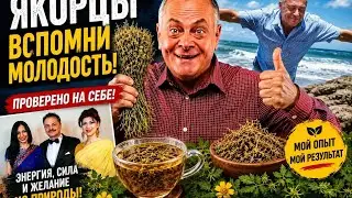 Я́корцы сте́лющиеся - Железная колючка - 