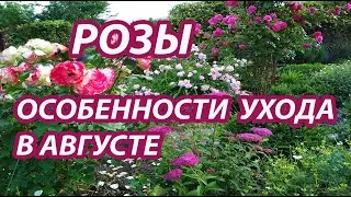 Розы.Особенности ухода в августе.Подкормка,полив,защита от болезней и вредителей.