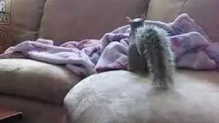 Nutz My Pet Squirrel thinks he is one of the cats