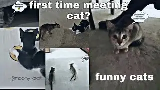 funny cat videos... my pet cat meets another cat for the first time...#funnyvideo #funnycats #cats