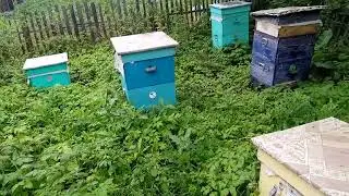месяц не был на посеке