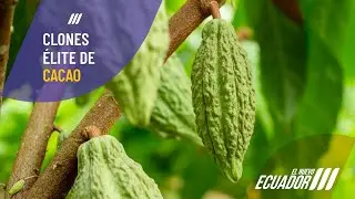 ✅ Previa liberación de nuevos clones élite de cacao fino y de aroma.