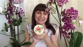 Дорогую орхидею купить или подешевле !?! Каода, Сакрифайс, Сюрф Сонг..