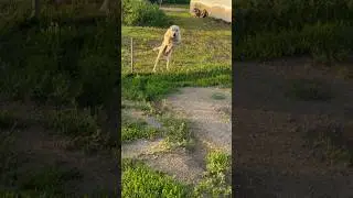 #гампр