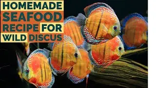 Homemade Seafood Recipe for Wild Discus