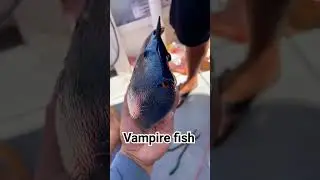 vampire fish