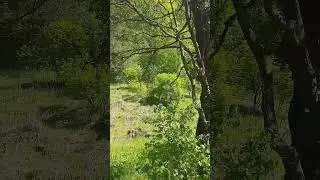 Родник под Лысой горой. Алексин.