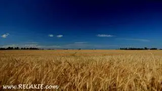 60minutes2relax - Golden Wheat Field